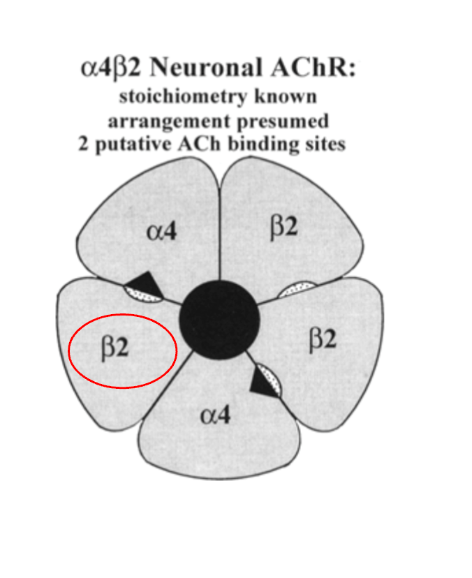 CHRNB2--the first drug target discovery for a behavioral trait through ...